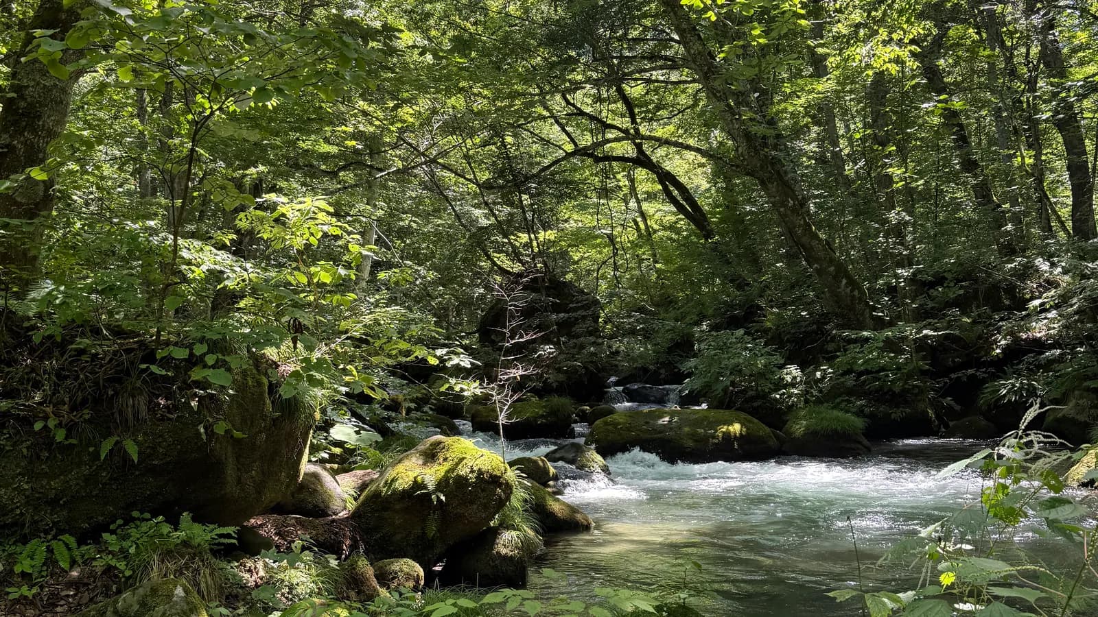 아오모리 예술과 자연: 네부타에서 오이라세까지