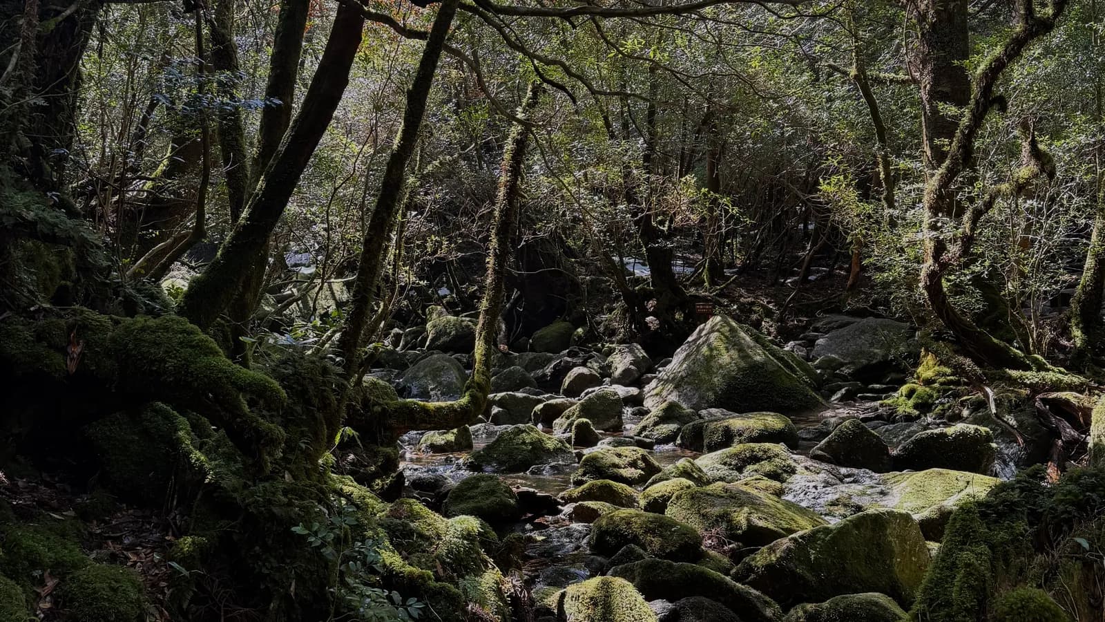 야쿠시마: 7,200년 태고의 숲으로