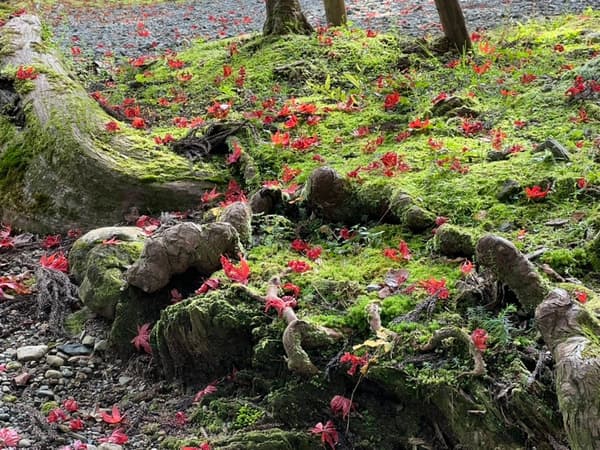 니가타: 설국의 배경, 일본 최고의 사케 고장